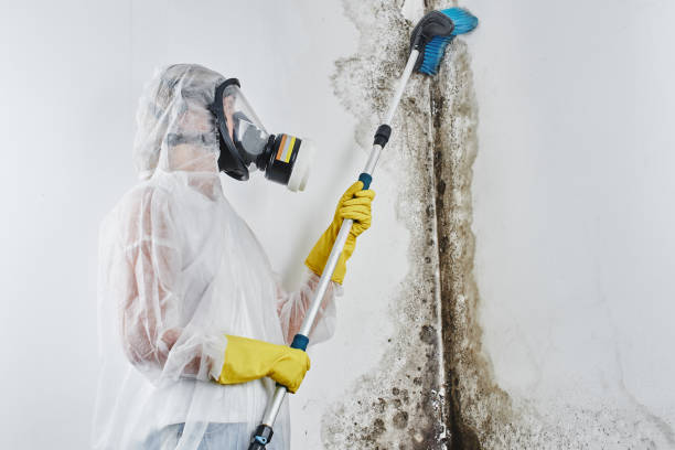 Best Crawl Space Mold Removal  in Hickory Hls, IL