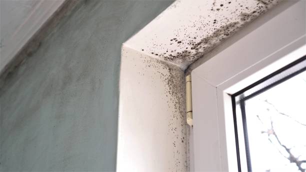 Best Toxic Mold Removal  in Hickory Hls, IL