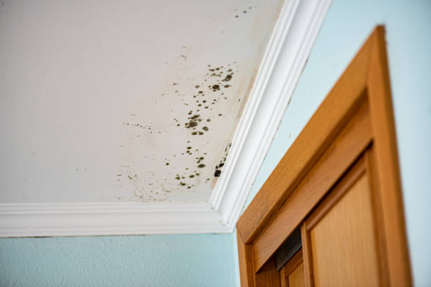 Best Mold Damage Repair  in Hickory Hls, IL