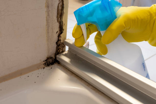 Best Black Mold Removal  in Hickory Hls, IL